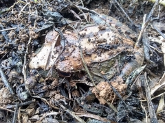 Eleutherodactylus inoptatus