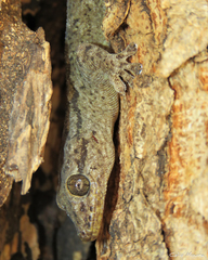 Phyllopezus pollicaris