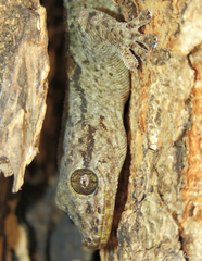 Phyllopezus pollicaris