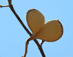 Aspidosperma pyrifolium