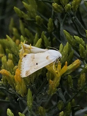 Schinia unimacula