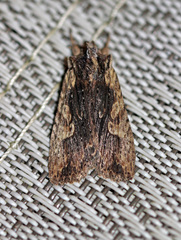 Lithophane hemina