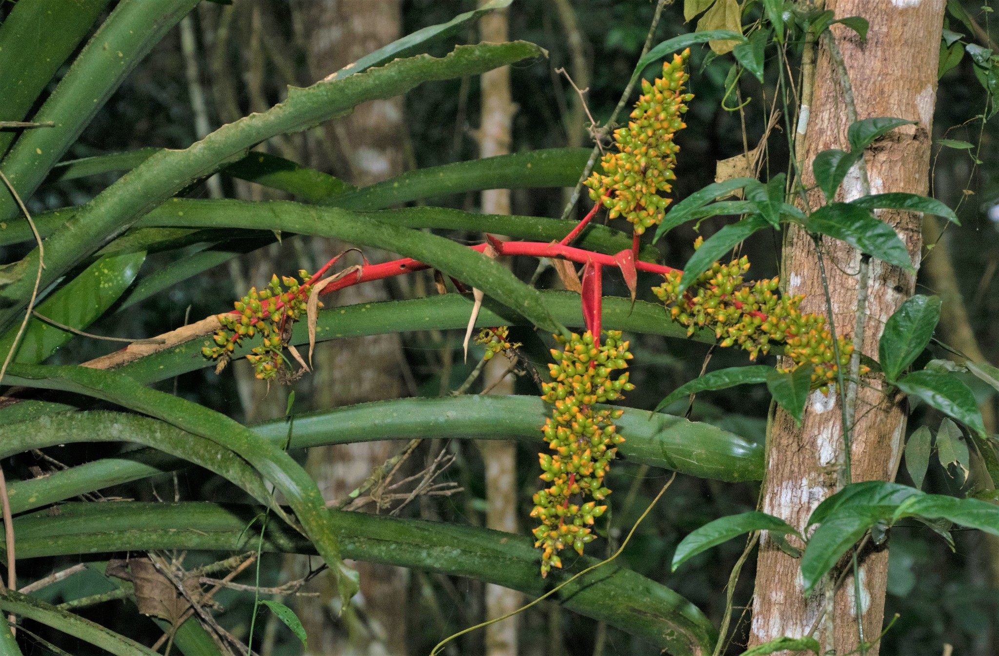Aechmea ramosa