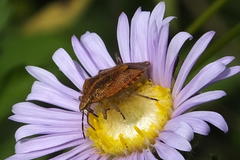 Agonoscelis venosa
