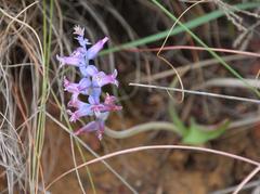 Lachenalia orchioides