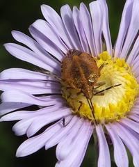 Agonoscelis venosa