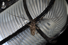 Dryoctenes scrupulosus