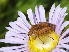 Agonoscelis venosa