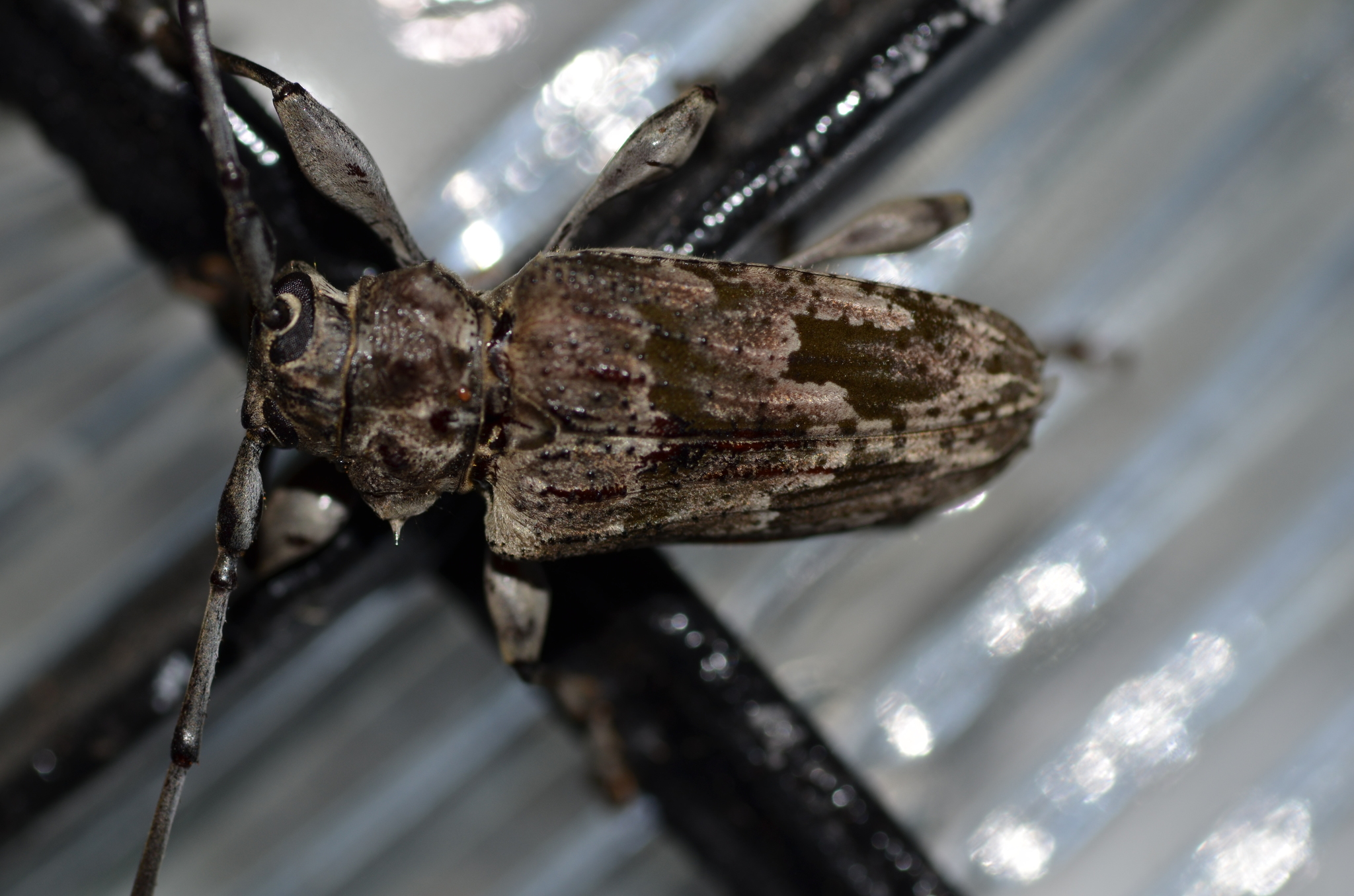 Dryoctenes scrupulosus image