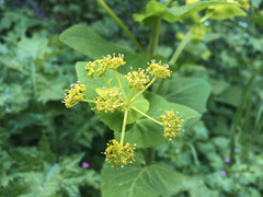 Smyrnium perfoliatum
