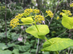 Smyrnium perfoliatum