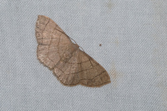 Scopula mecysma