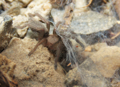 Dolichothele exilis