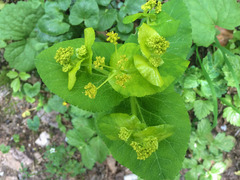 Smyrnium perfoliatum