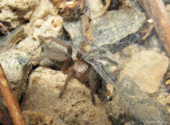 Dolichothele exilis