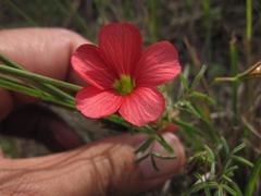 Oxalis pendulifolia