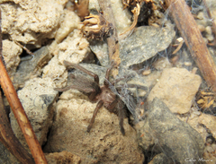 Dolichothele exilis