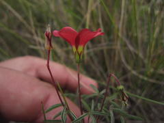 Oxalis pendulifolia
