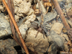 Dolichothele exilis