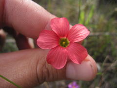Oxalis pendulifolia