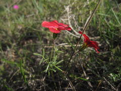 Oxalis pendulifolia