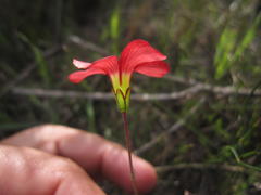 Oxalis pendulifolia