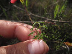 Oxalis pendulifolia