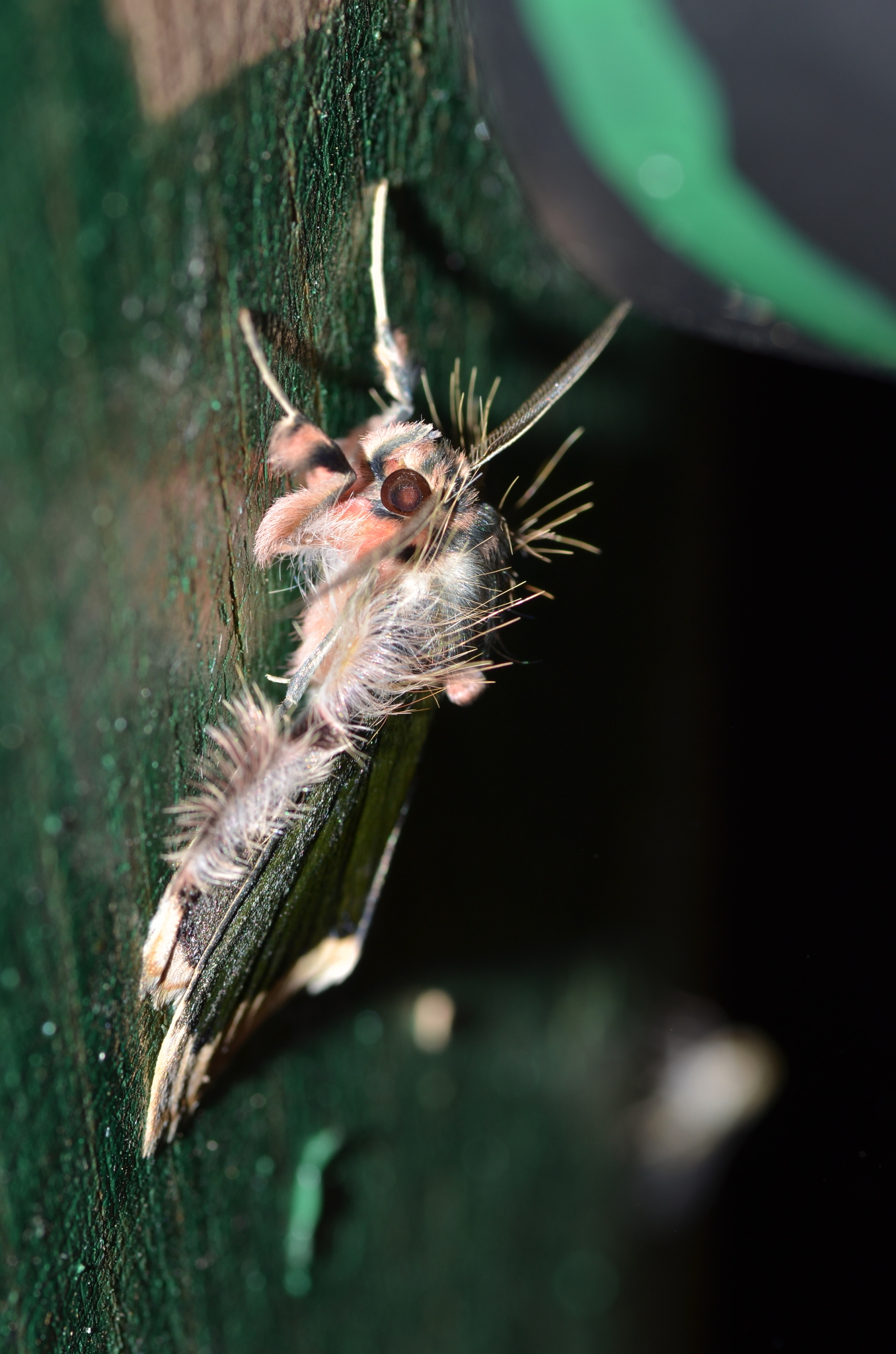 Ceroctena amynta image