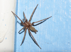 Zimiris doriae
