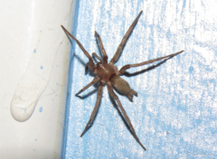 Zimiris doriae