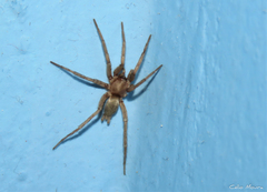 Zimiris doriae