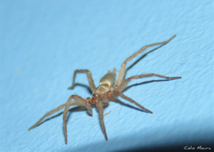 Zimiris doriae