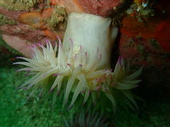 Pseudactinia flagellifera