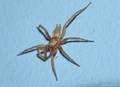Zimiris doriae