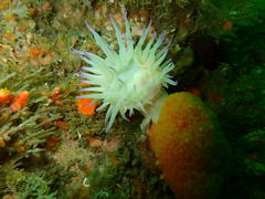 Pseudactinia flagellifera