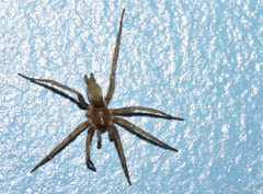 Zimiris doriae