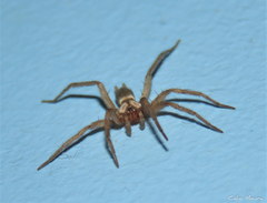 Zimiris doriae