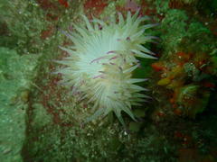 Pseudactinia flagellifera