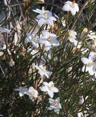 Ricinocarpos linearifolius