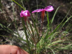 Oxalis polyphylla polyphylla