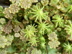 Marchantia berteroana