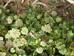 Marchantia berteroana