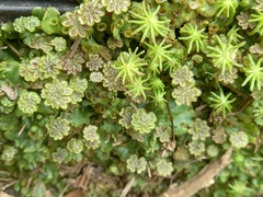Marchantia berteroana