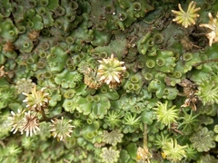 Marchantia berteroana