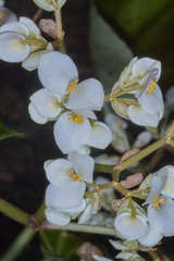 Begonia plebeja
