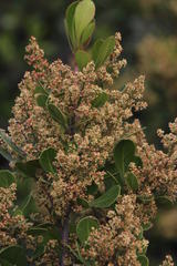 Searsia lucida lucida