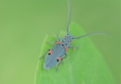 Tetraopes batesi