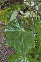 Begonia plebeja