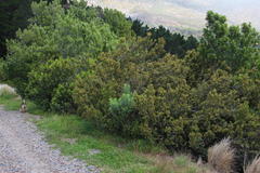 Searsia lucida lucida