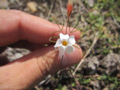 Oxalis polyphylla polyphylla